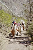 Llama breeding in Peruvian puna